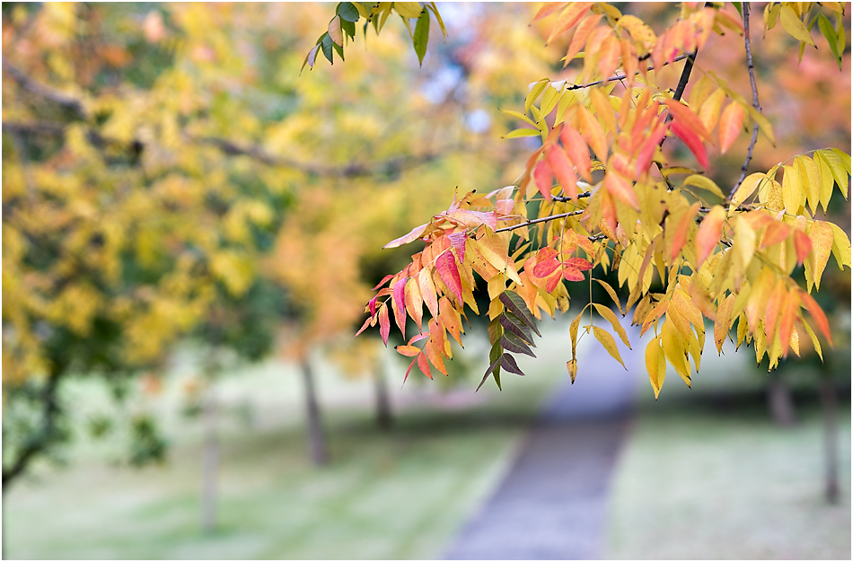 Angie Duncan Photography, #lovelocalcamden, Camden Family Photographer, Camden, www.angieduncan.com.au